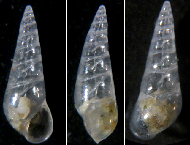 Eulimidae 4